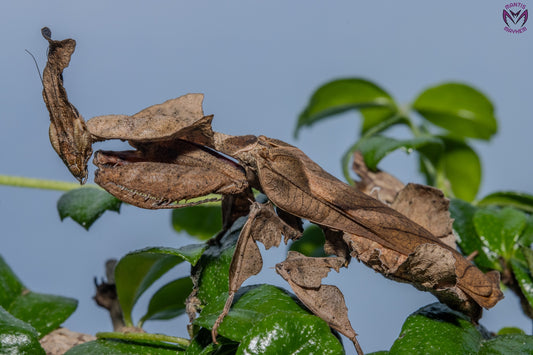 Phyllocrania paradoxa - Ghost mantis