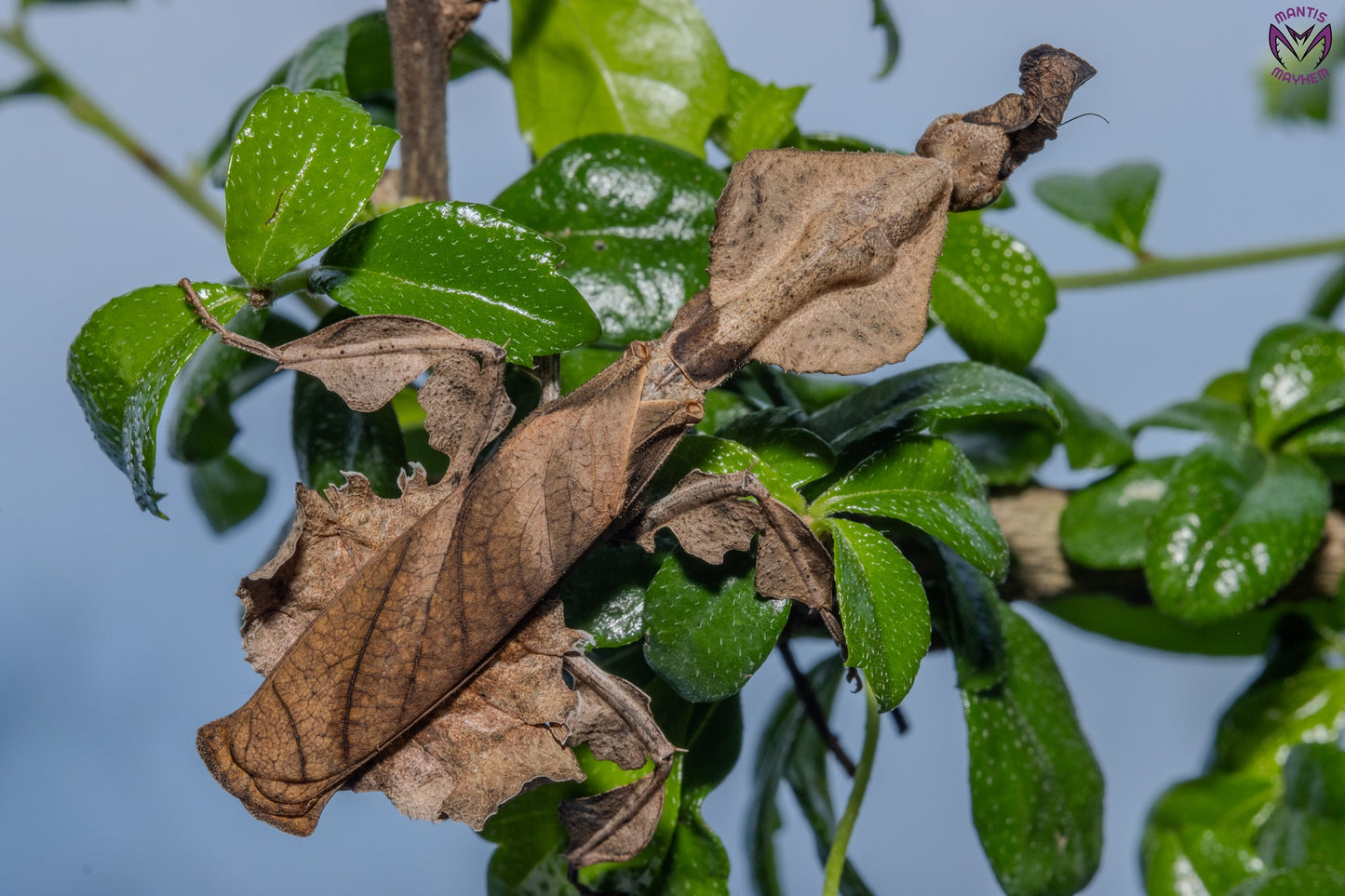 Phyllocrania paradoxa - Ghost mantis