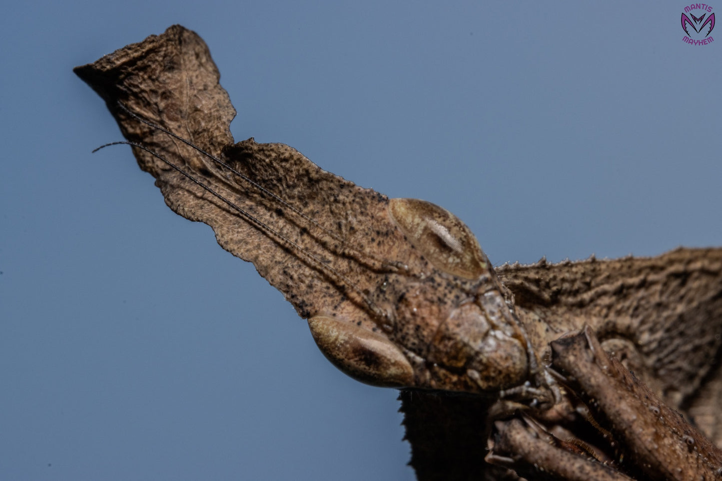 Phyllocrania paradoxa - Ghost mantis