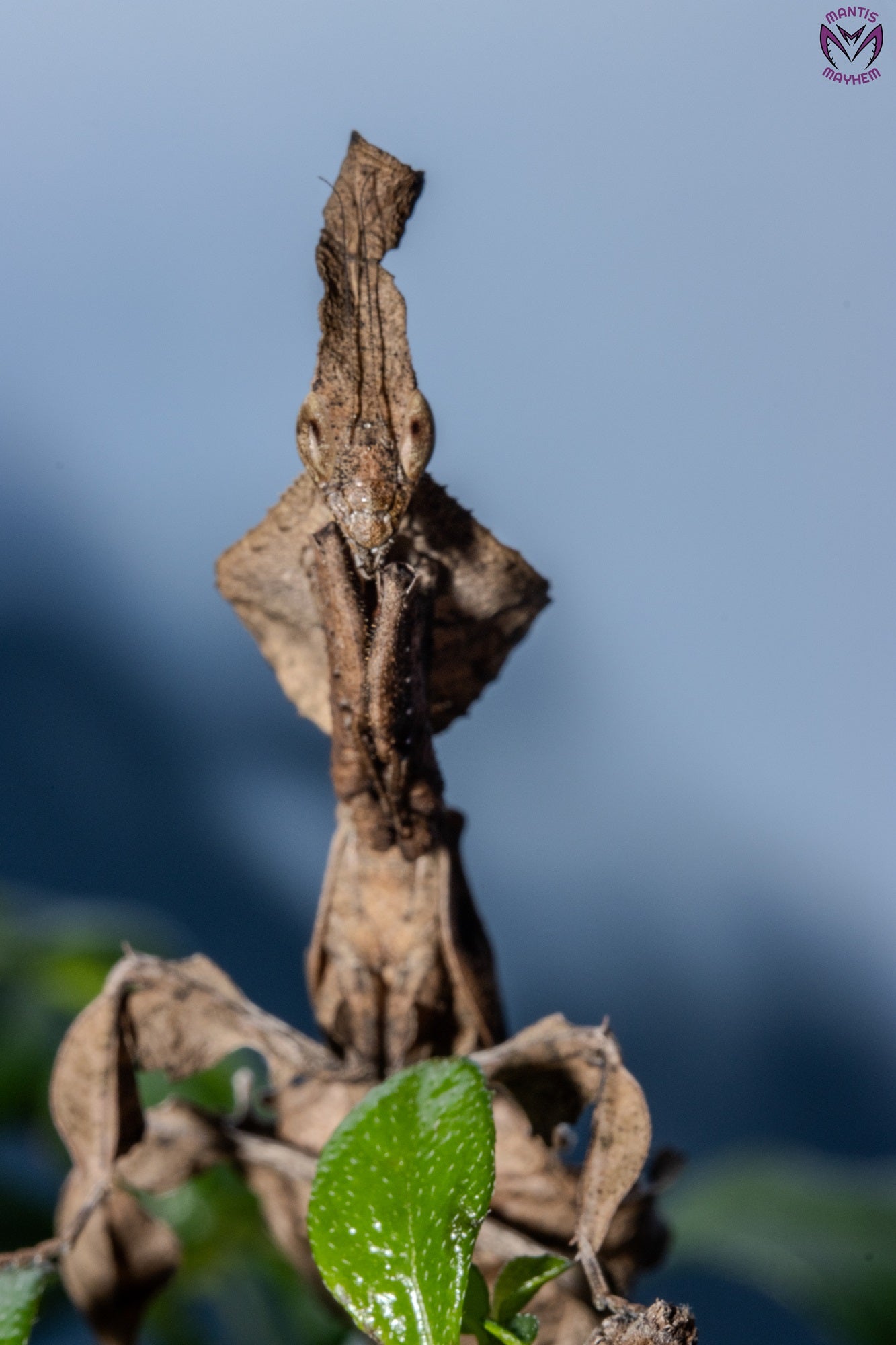 Phyllocrania paradoxa - Ghost mantis