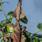 Phyllocrania paradoxa - Ghost mantis