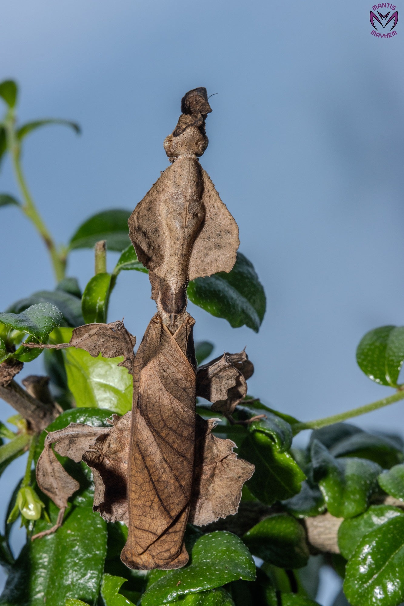 Phyllocrania paradoxa - Ghost mantis