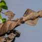 Phyllocrania paradoxa - Ghost mantis