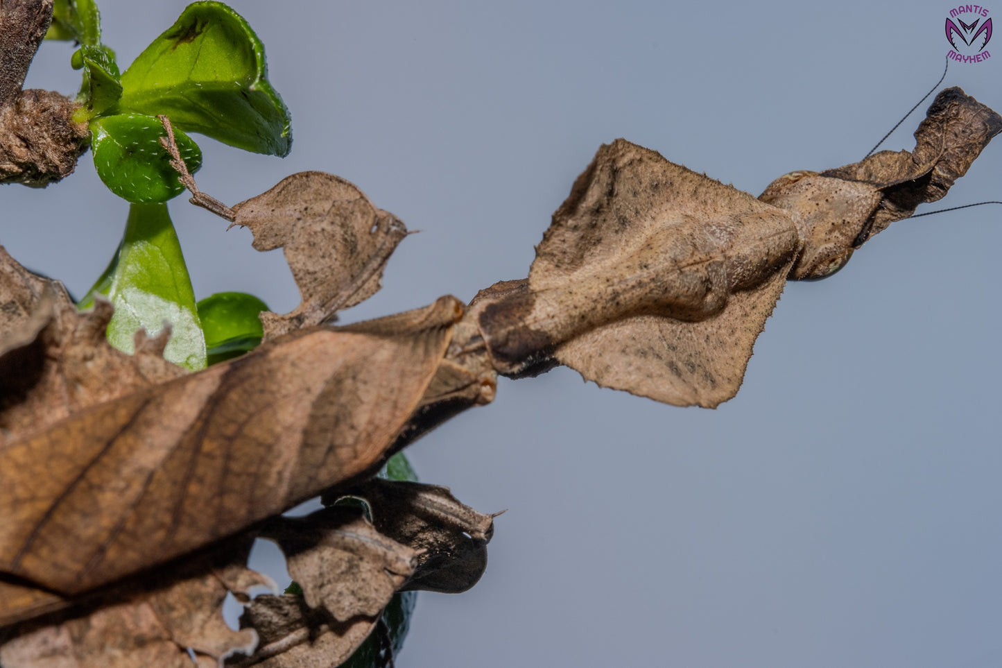 Phyllocrania paradoxa - Ghost mantis