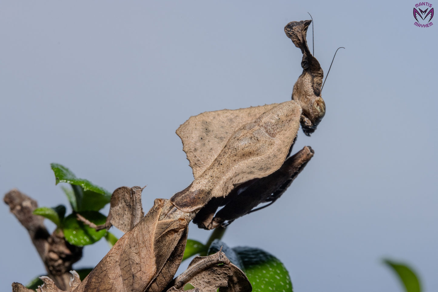 Phyllocrania paradoxa - Ghost mantis