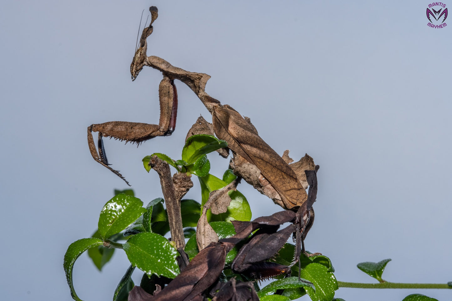 Phyllocrania paradoxa - Ghost mantis