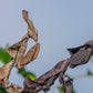 Phyllocrania paradoxa - Ghost mantis