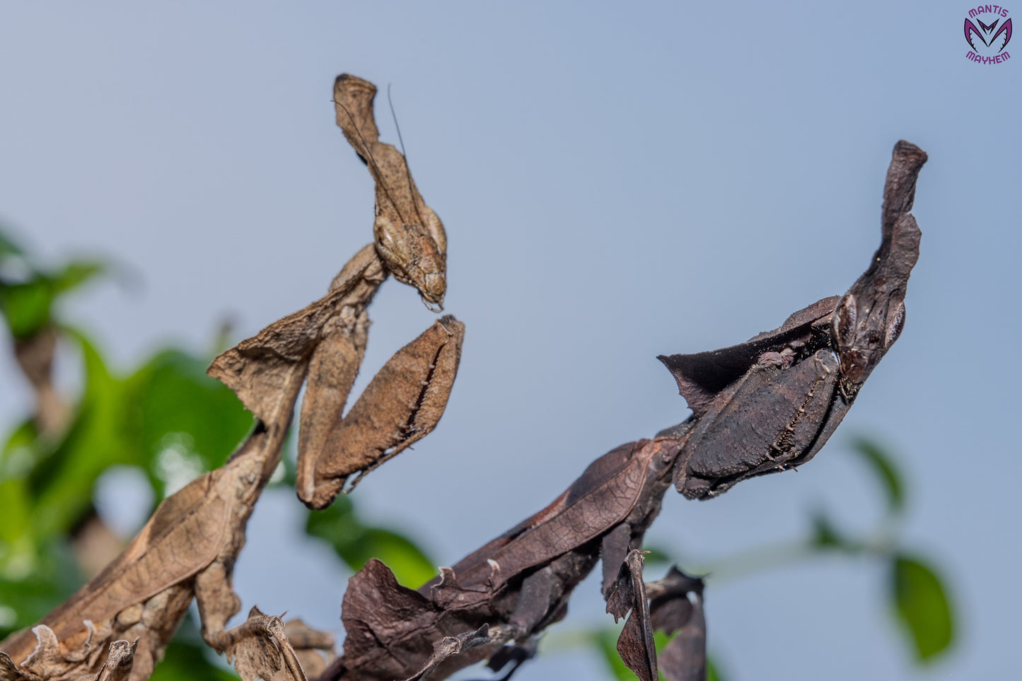 Phyllocrania paradoxa - Ghost mantis