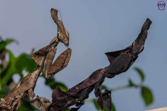 Phyllocrania paradoxa - Ghost mantis