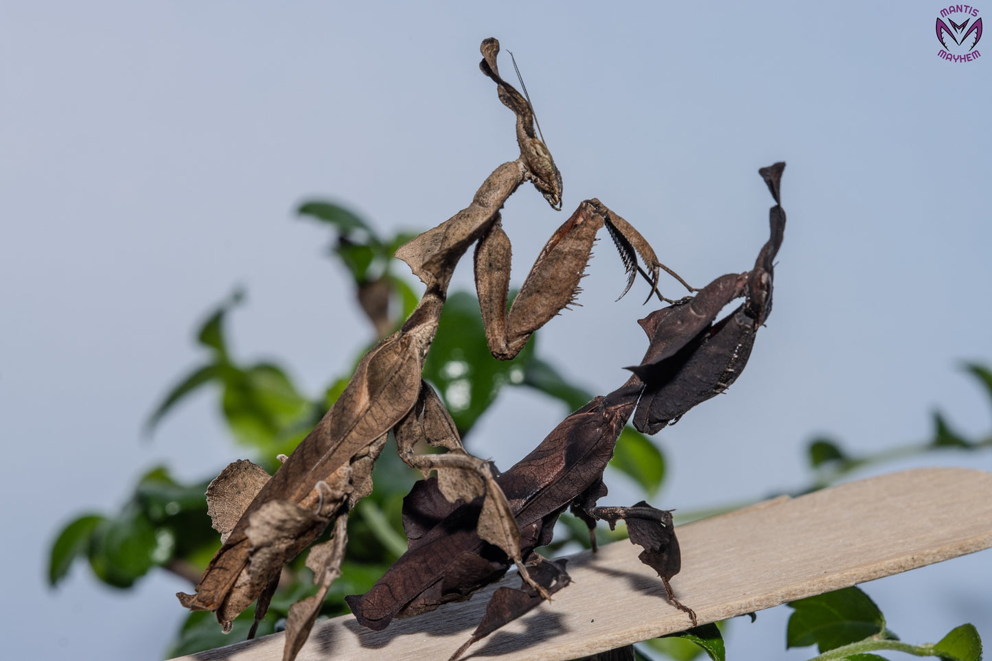 Phyllocrania paradoxa - Ghost mantis