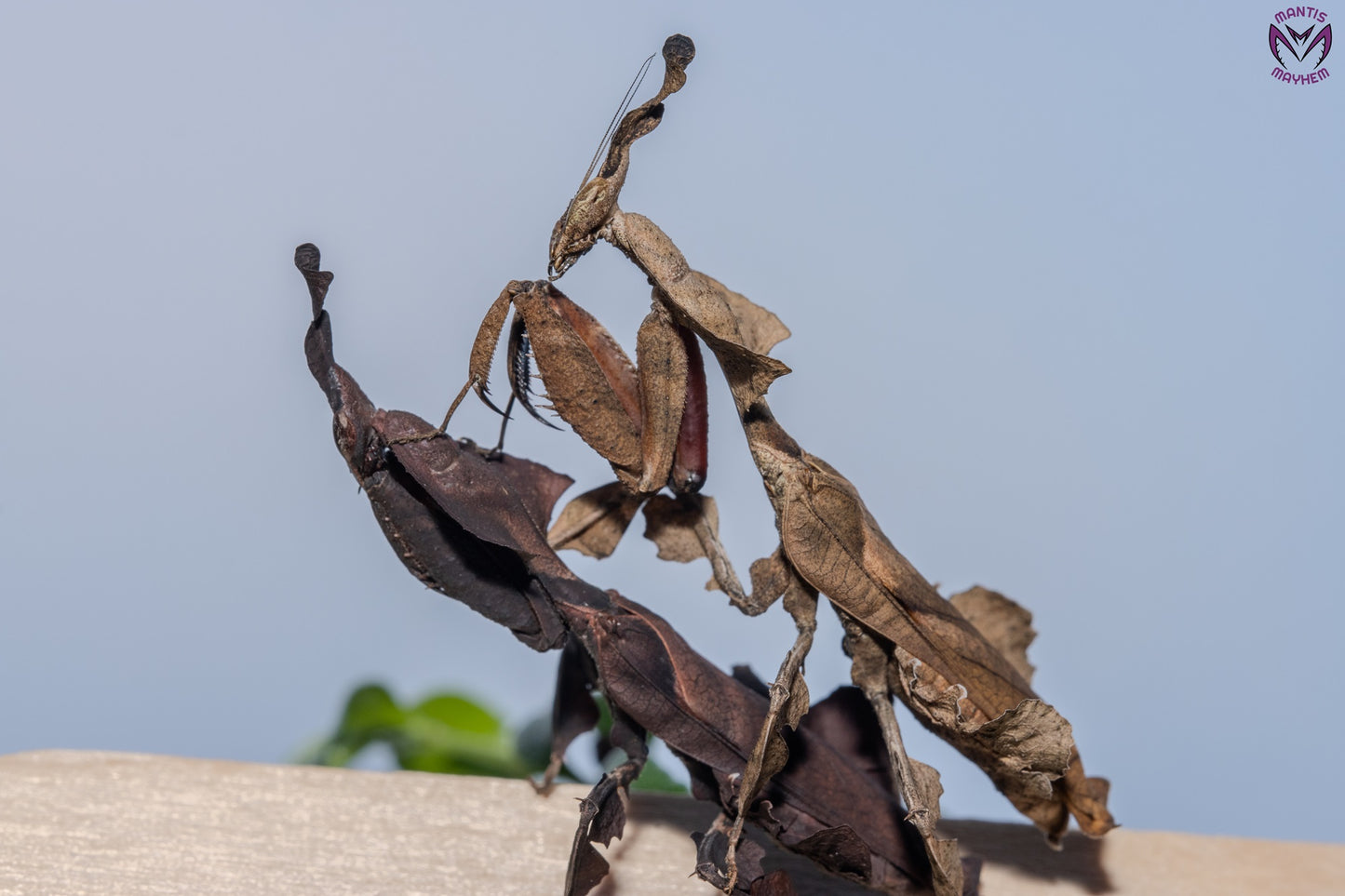 Phyllocrania paradoxa - Ghost mantis