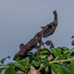 Phyllocrania paradoxa - Ghost mantis