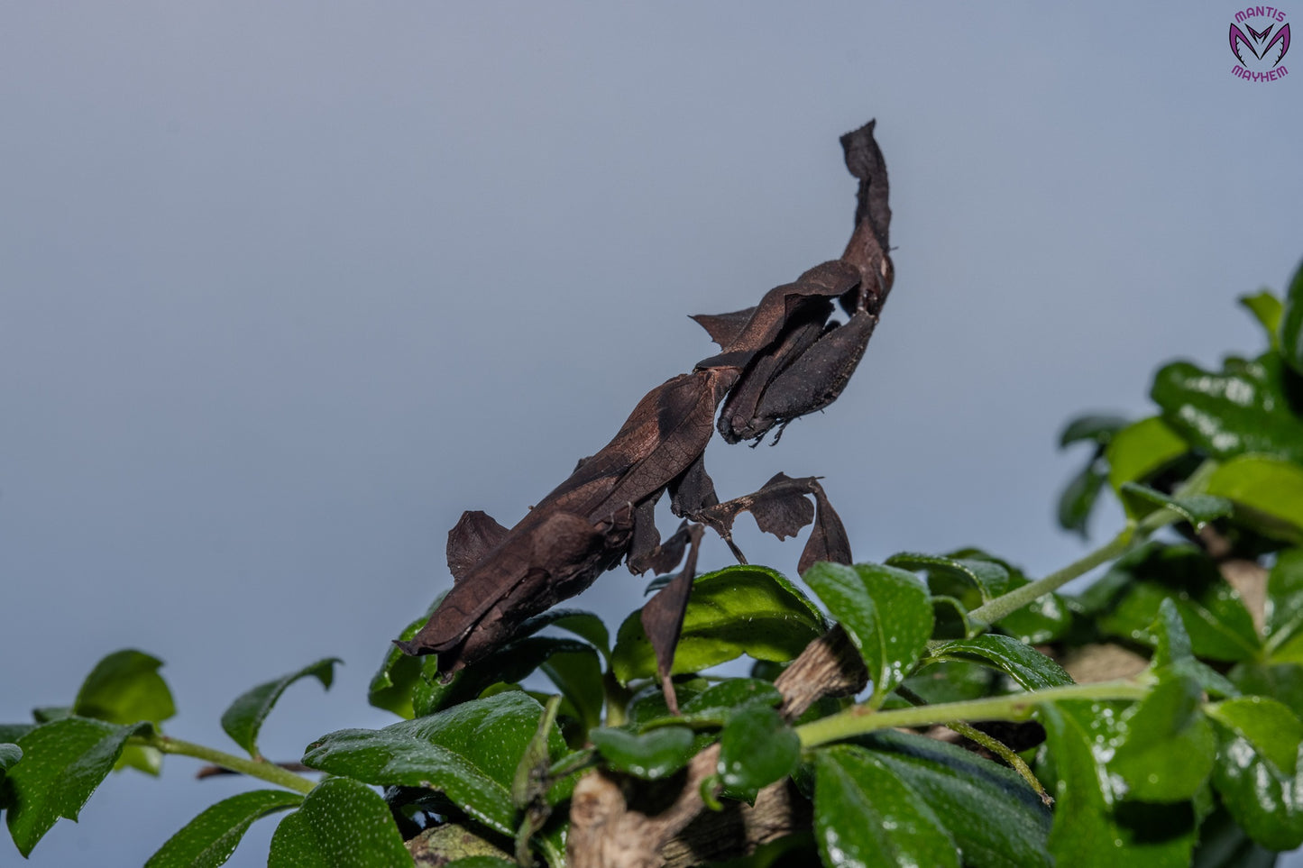 Phyllocrania paradoxa - Ghost mantis