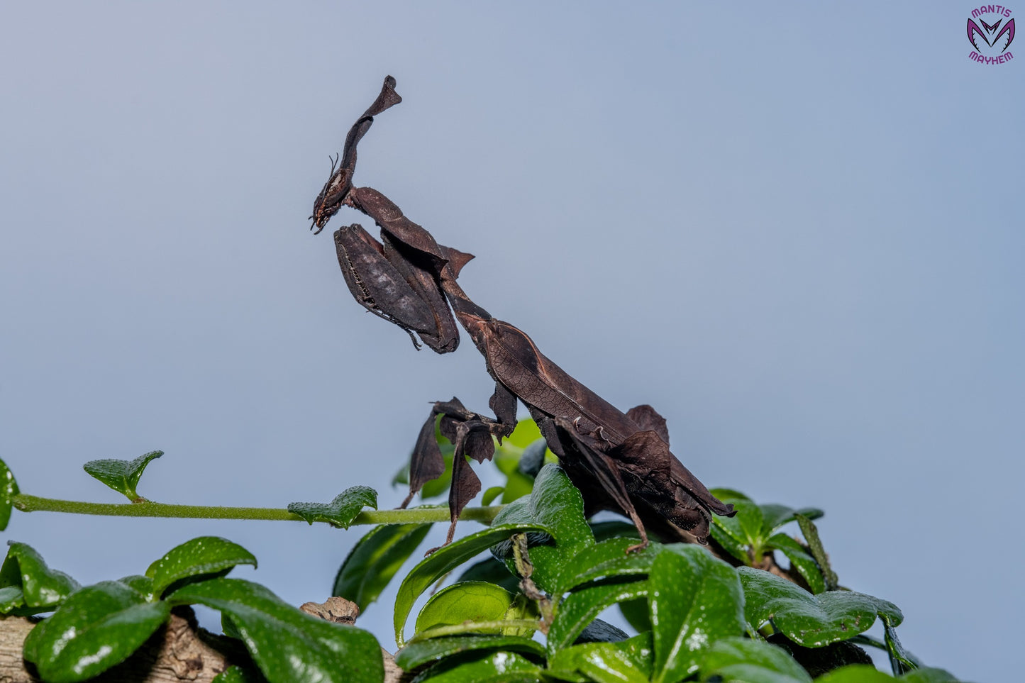 Phyllocrania paradoxa - Ghost mantis