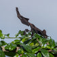 Phyllocrania paradoxa - Ghost mantis