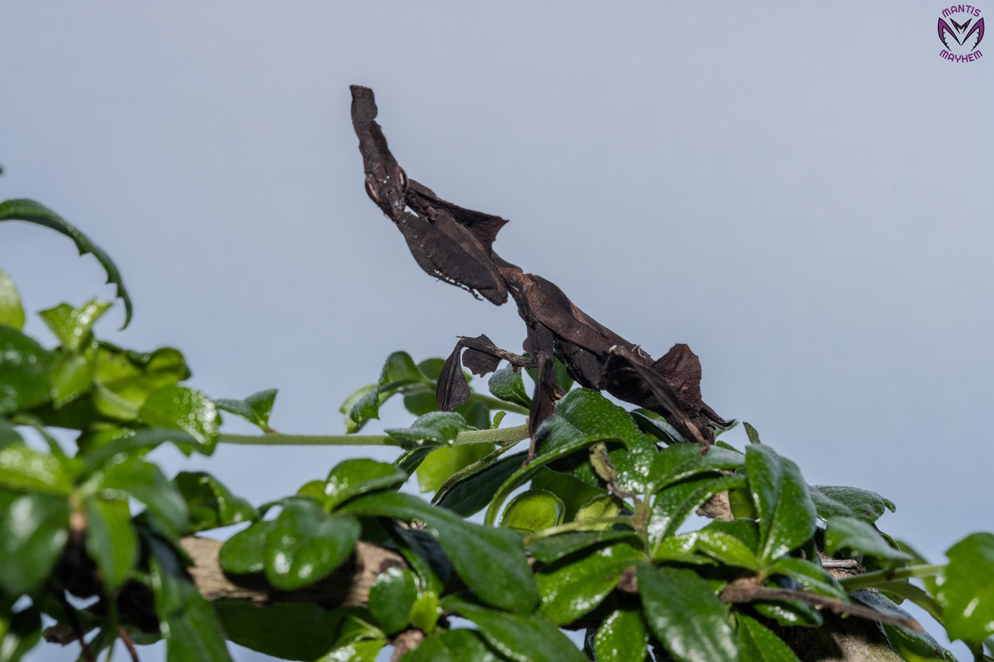 Phyllocrania paradoxa - Ghost mantis