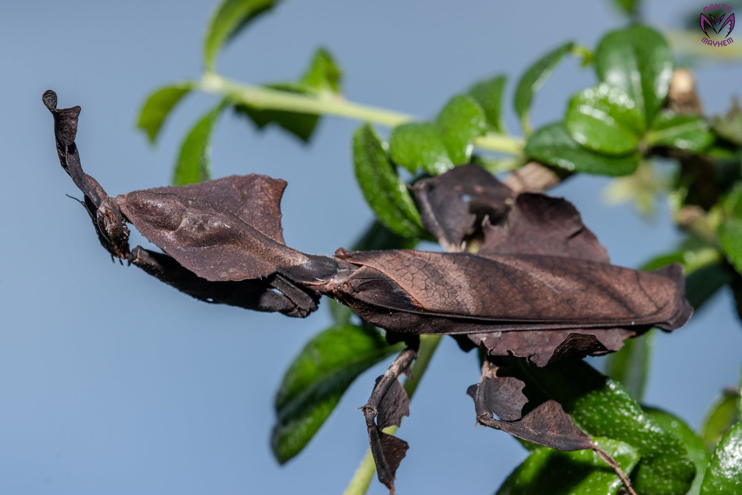 Phyllocrania paradoxa - Ghost mantis