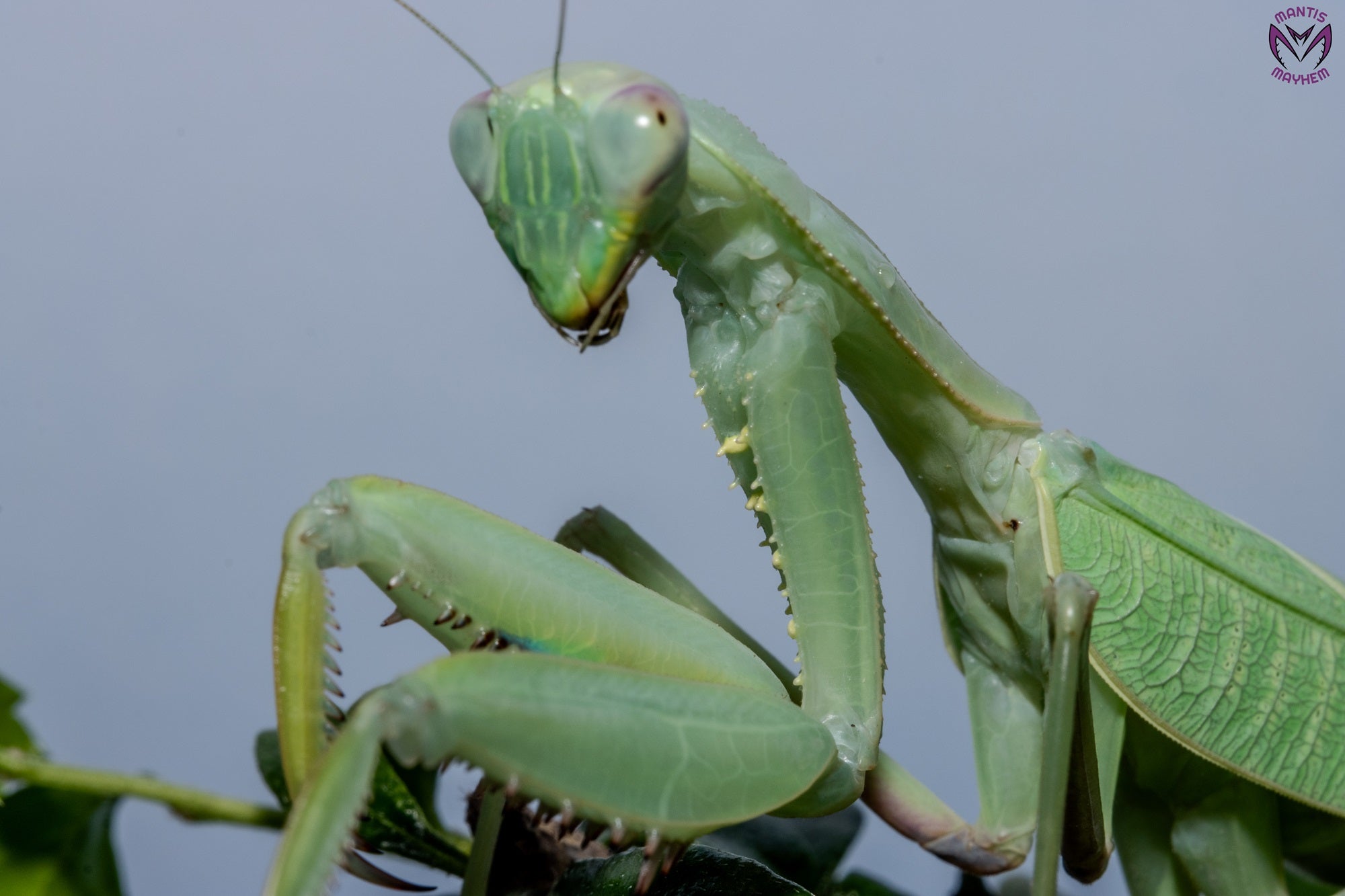 Giant African Mantis - Sphodromantis sp