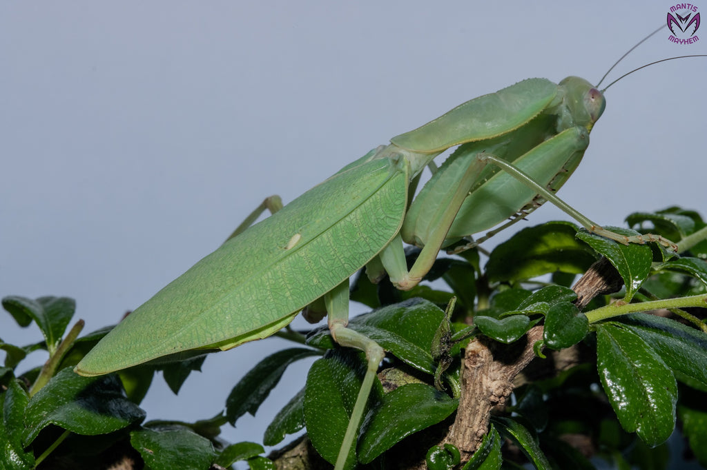 Giant African Mantis - Sphodromantis sp