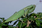 Giant African Mantis - Sphodromantis sp