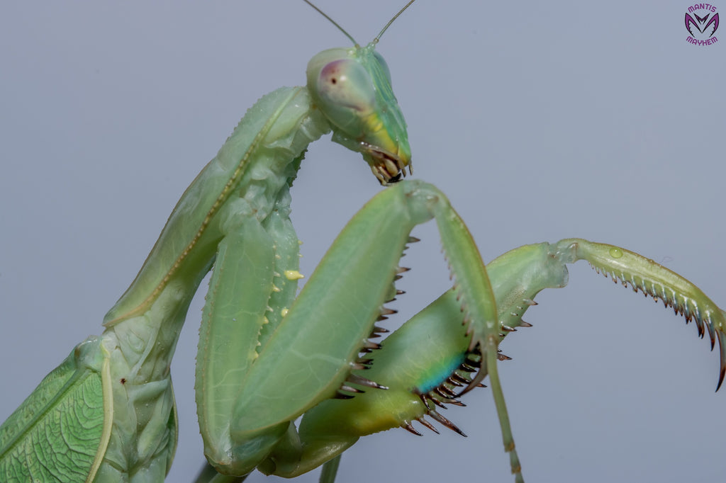 Giant African Mantis - Sphodromantis sp