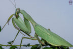 Giant African Mantis - Sphodromantis sp