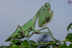 Giant African Mantis - Sphodromantis sp