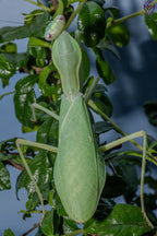Giant African Mantis - Sphodromantis sp