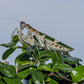 Vietnam flower mantis  - Creobroter apicalis