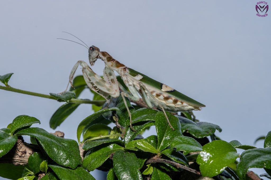 Creobroter apicalis - Vietnam flower mantis