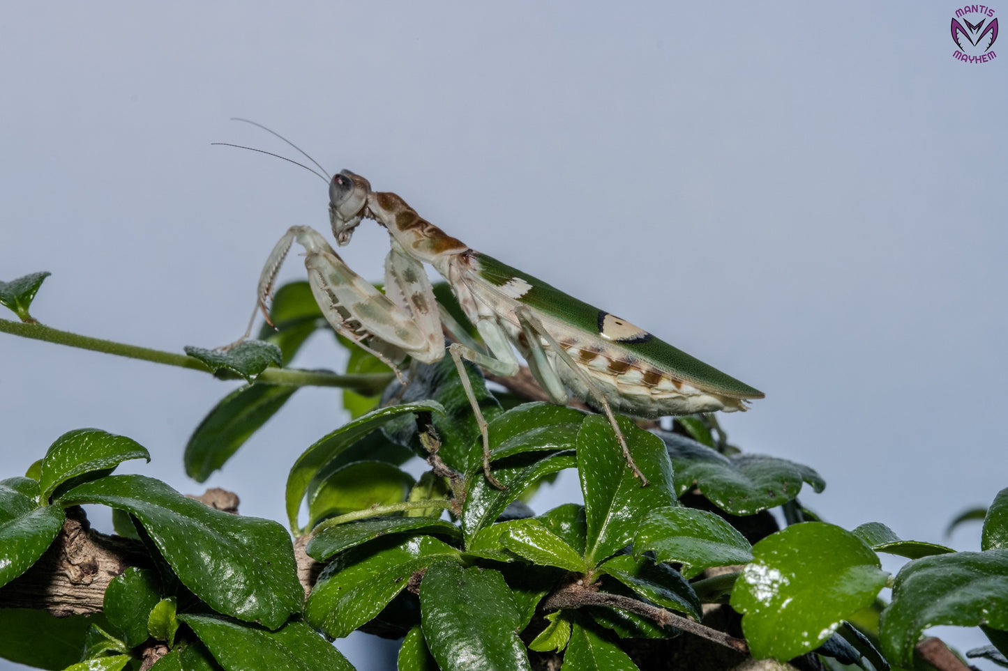 Vietnam flower mantis  - Creobroter apicalis