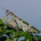 Vietnam flower mantis  - Creobroter apicalis