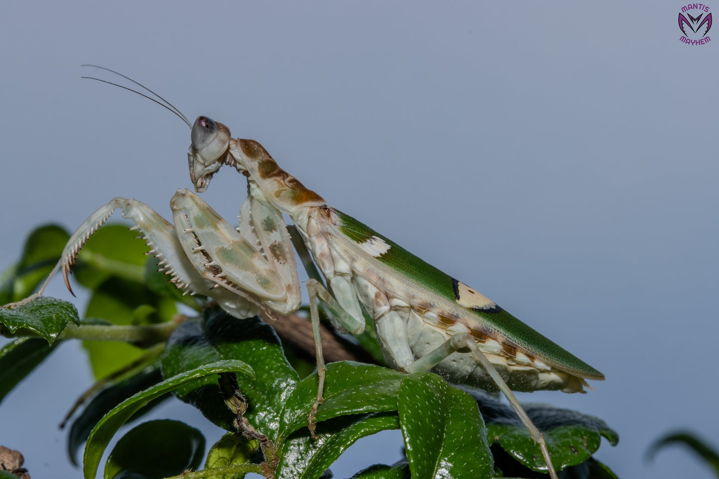 Vietnam flower mantis  - Creobroter apicalis