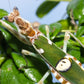 Vietnam flower mantis  - Creobroter apicalis