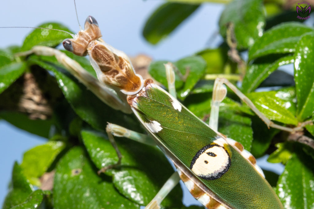 Creobroter apicalis - Vietnam flower mantis