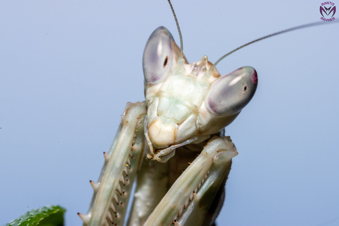 Vietnam flower mantis  - Creobroter apicalis