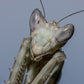 Vietnam flower mantis  - Creobroter apicalis