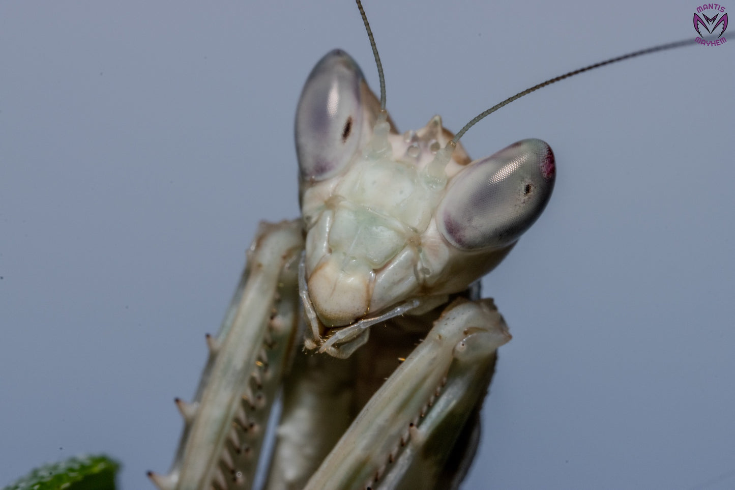 Vietnam flower mantis  - Creobroter apicalis