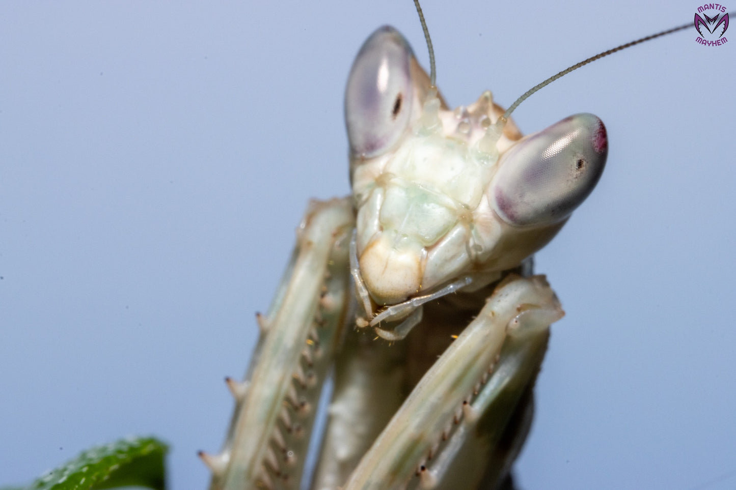 Vietnam flower mantis  - Creobroter apicalis