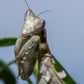 Vietnam flower mantis  - Creobroter apicalis