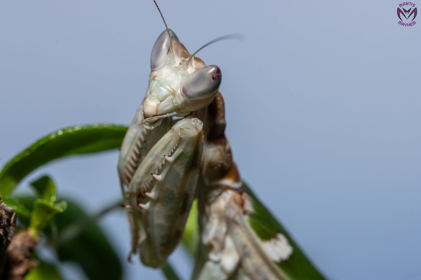 Vietnam flower mantis  - Creobroter apicalis