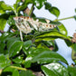 Vietnam flower mantis  - Creobroter apicalis