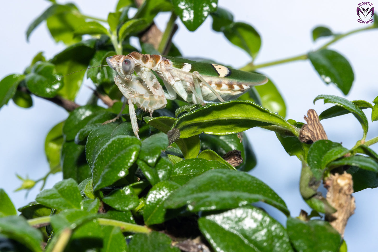 Vietnam flower mantis  - Creobroter apicalis