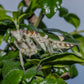 Vietnam flower mantis  - Creobroter apicalis