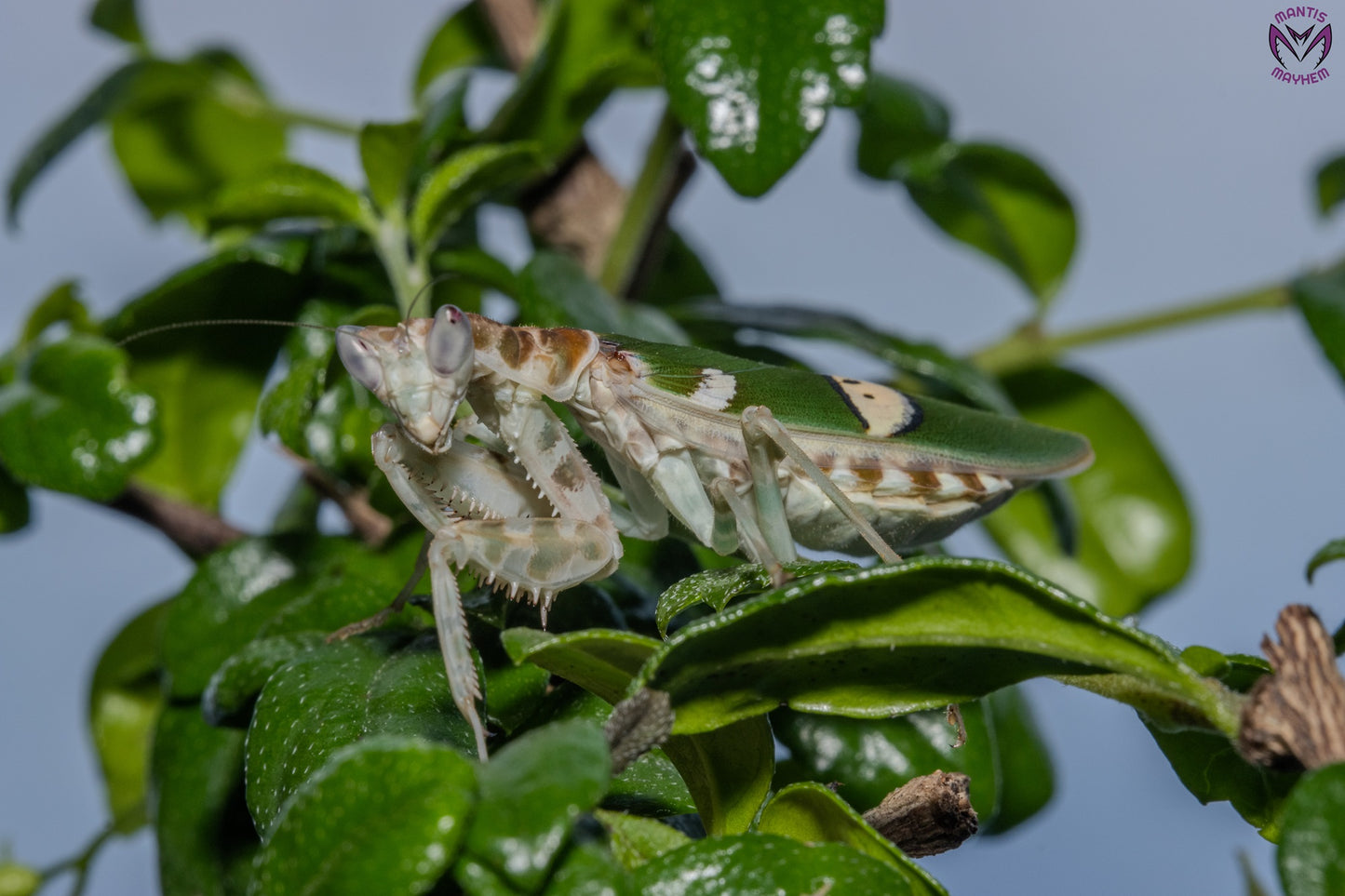 Vietnam flower mantis  - Creobroter apicalis