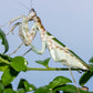 Vietnam flower mantis  - Creobroter apicalis