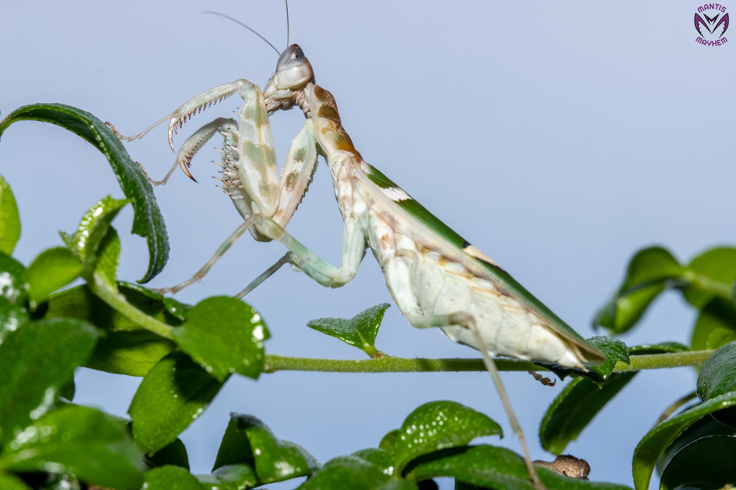 Vietnam flower mantis  - Creobroter apicalis