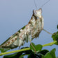 Vietnam flower mantis  - Creobroter apicalis