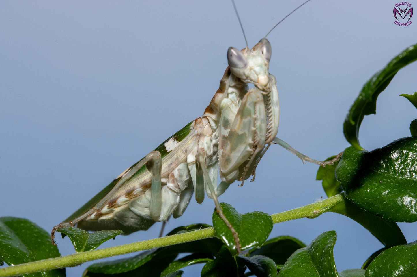 Vietnam flower mantis  - Creobroter apicalis