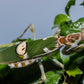 Vietnam flower mantis  - Creobroter apicalis